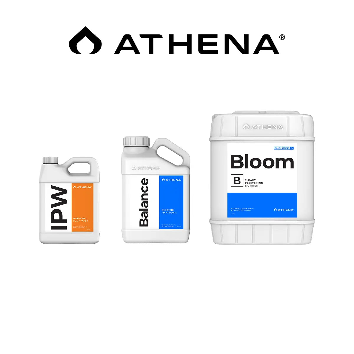 Athena Dnger
