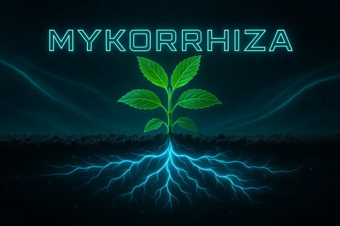 Mykorrhiza: Natürliche Symbiose für robuste und gesunde Pflanzen