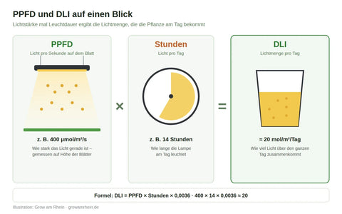 PPFD mal Stunden ergibt DLI – die Lichtmenge pro Tag einfach erklärt