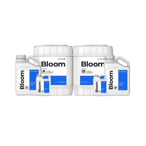 Athena Bloom A+B